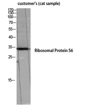 Ribosomal Protein S6 rabbit pAb