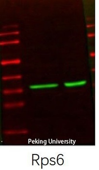 Ribosomal Protein S6 rabbit pAb