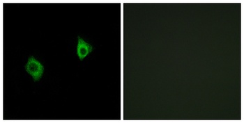 Ribosomal Protein S9 antibody