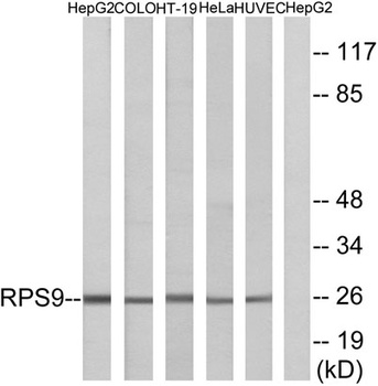 Ribosomal Protein S9 rabbit pAb