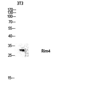 Rim4 antibody