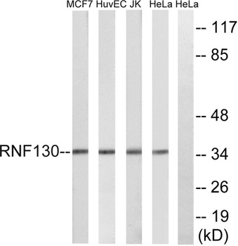 RNF130 rabbit pAb