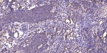 RNF130 antibody