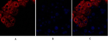 Rock-1 antibody