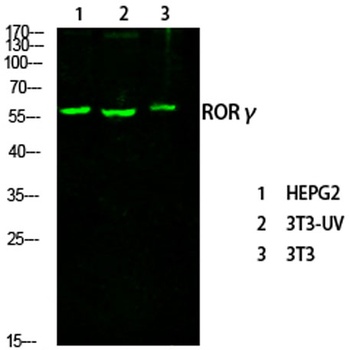 RORγ rabbit pAb