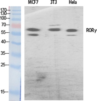 RORγ rabbit pAb