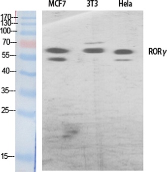 ROR gamma antibody