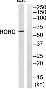 ROR gamma antibody