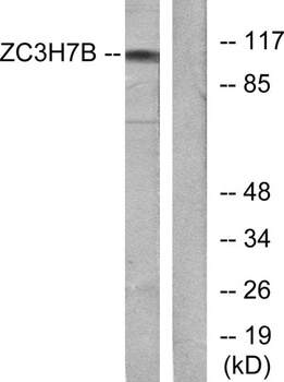 RoXaN rabbit pAb