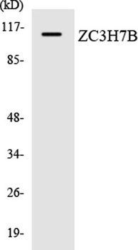 RoXaN antibody