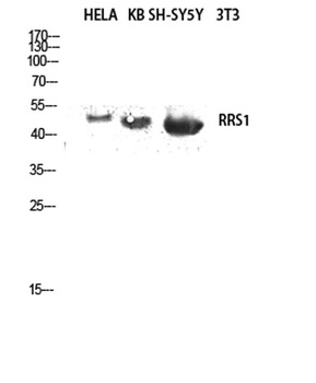 RRS1 rabbit pAb