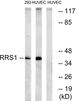 RRS1 antibody