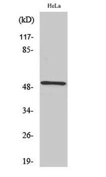 RSAD1 rabbit pAb Antibody