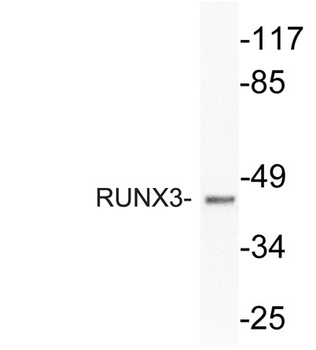 RUNX3 rabbit pAb