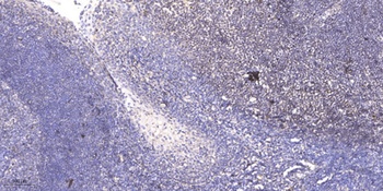 SAE1 rabbit pAb