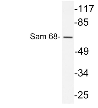 Sam 68 rabbit pAb