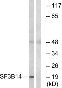SAP 14 rabbit pAb