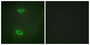 SAPAP1 antibody