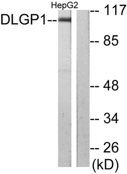 SAPAP1 rabbit pAb