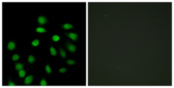 SCAND1 antibody