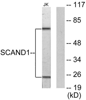 SCAND1 rabbit pAb