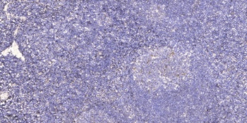 SCAND1 antibody