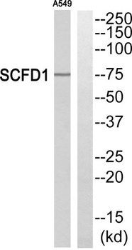 SCFD1 antibody