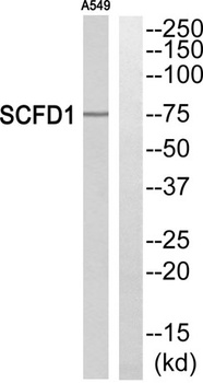 SCFD1 rabbit pAb