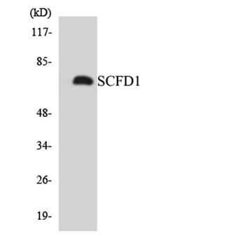 SCFD1 rabbit pAb