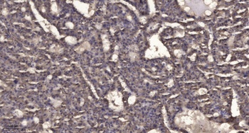 SCFD1 antibody