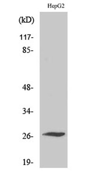 Scn4b rabbit pAb Antibody