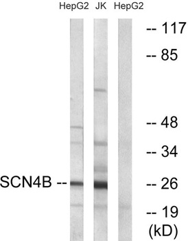 Scn4b rabbit pAb