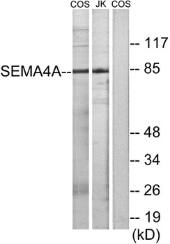 SEMA4A rabbit pAb