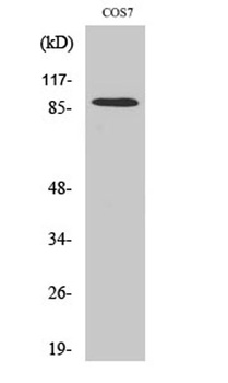 SENP5 rabbit pAb Antibody