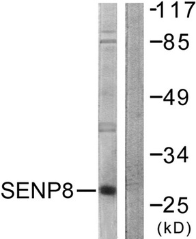 SENP8 rabbit pAb