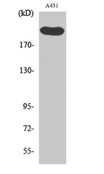 Separase antibody