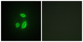 Separase rabbit pAb
