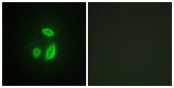 Separase antibody