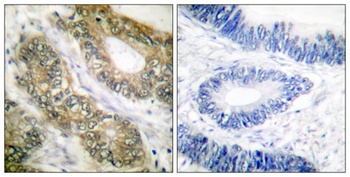 Separase rabbit pAb