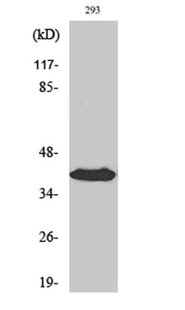 Septin 3 rabbit pAb Antibody