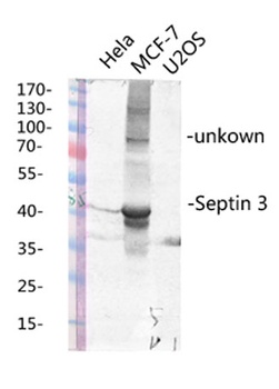 Septin 3 antibody