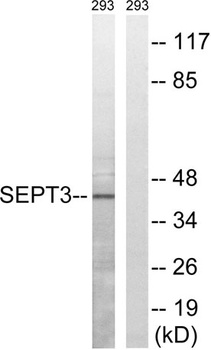 Septin 3 antibody