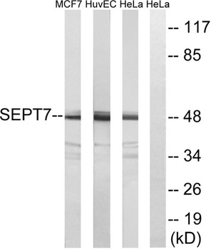Septin 7 rabbit pAb