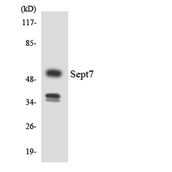 Septin 7 antibody