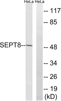 Septin 8 rabbit pAb