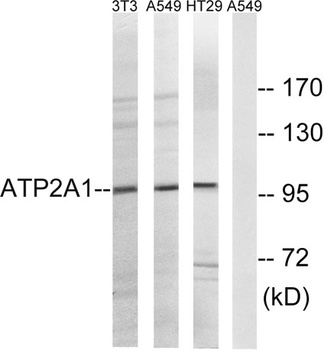 SERCA1 antibody