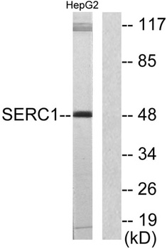 Serinc1 rabbit pAb