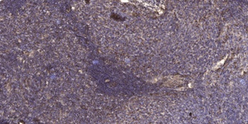 Serinc1 rabbit pAb