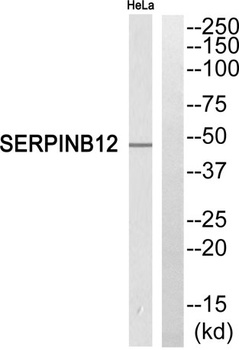 Serpin B12 rabbit pAb