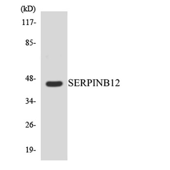 Serpin B12 rabbit pAb